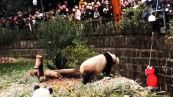 Paura allo zoo: bimba finisce nel recinto dei panda