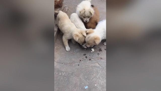 Il tenero cagnolino ruba la pappa per portarla alla sua mamma