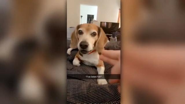 Questo cucciolone è un attore nato. Guardate che performance