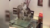 La lotta tra i gatti si trasforma in un incontro di wrestling