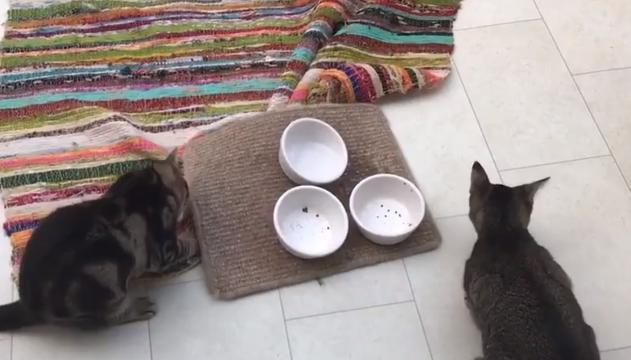 Il gattino è affamato e porta la scodella al padrone