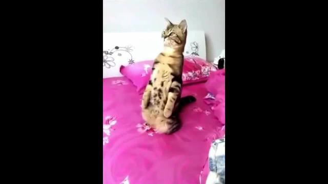 Il tenero gattino sta sull'attenti. Chissà cosa avrà visto