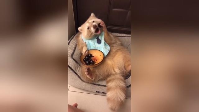 I procioni sono i nuovi gattini del web