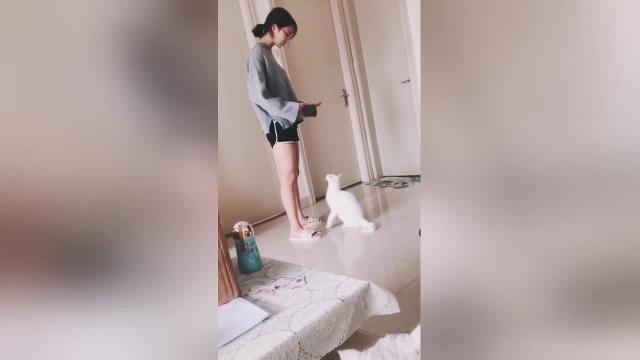 Il gattino vuole le coccole e salta in braccio alla padroncina