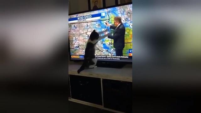 Gattino contro uomo del meteo: chi vincerà la battaglia?