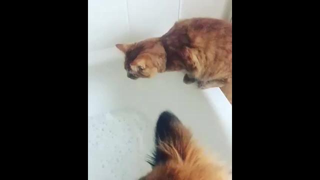 Il gattino curioso vuole studiare la schiuma da bagno. Che disastro!