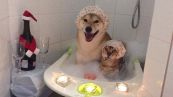 Cane e gattino amici per la pelle: fanno il bagnetto insieme