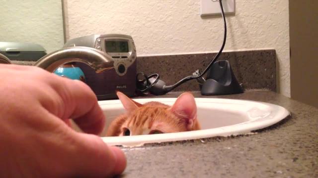 Il gattino più fifone del mondo