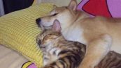 Un gatto e un cane guardano un film insieme (e si addormentano)