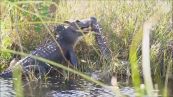 Duello nella palude: alligatore sfida pitone di cinque metri