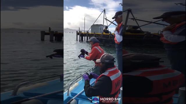 Il cucciolo di lontra si riunisce alla sua mamma. Che emozione