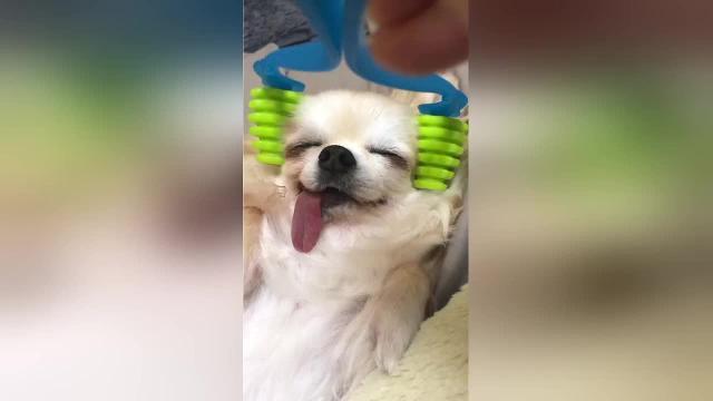 Il massaggio è miracoloso: guardate l'espressione del cucciolo