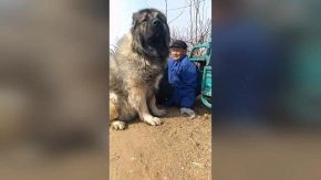 Questo pastore del caucaso è un vero e proprio gigante