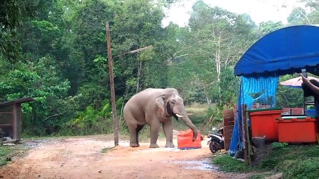 L'elefante intraprendente ruba il pranzo ai turisti