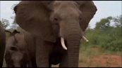Elefanti infuriati: la loro carica terrorizza i turisti