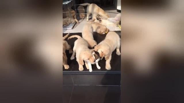 L'affettuoso assalto dei cuccioli al gattino è irresistibile