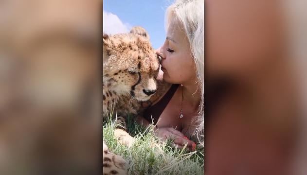 Altro che gattino! Il ghepardo 'coccoloso' è imperdibile