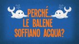 Perché le balene soffiano acqua?