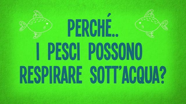 Perché i pesci respirano sott'acqua