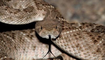 Perché i serpenti mostrano la lingua?
