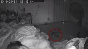 L'incubo peggiore: essere morsi da un serpente mentre si dorme