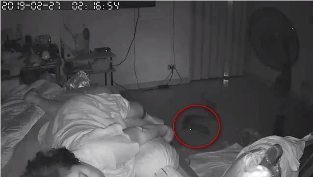 L'incubo peggiore: essere morsi da un serpente mentre si dorme
