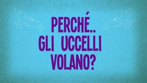 Perché gli uccelli volano?