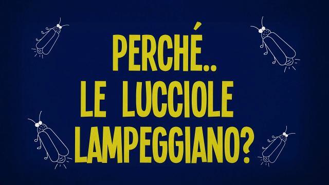 Perché le lucciole si illuminano?