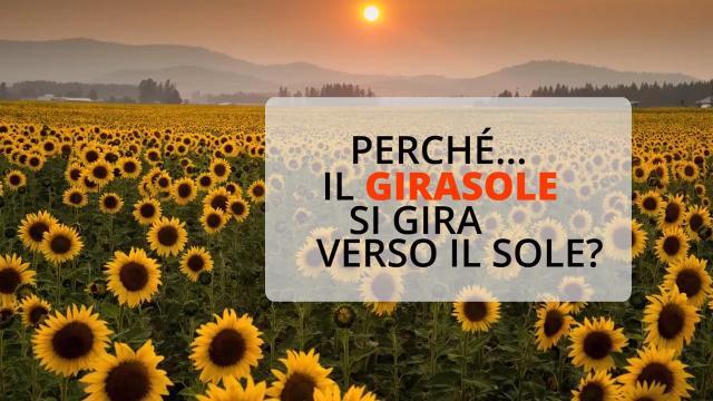 Perché il girasole si gira verso il sole?