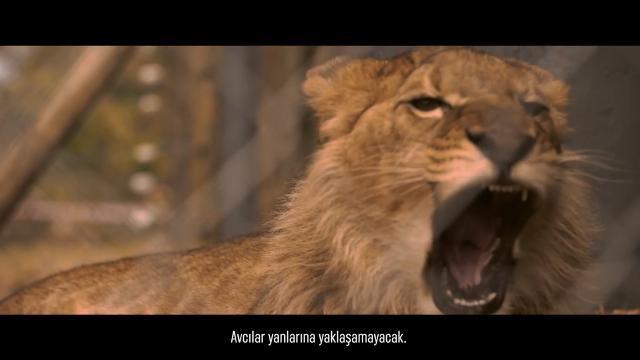 Turkish Cargo ha riportato nel loro habitat naturale i leoni di un circo