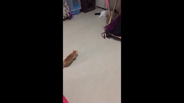L'attacco del gattino è un flop e lui fa il vago