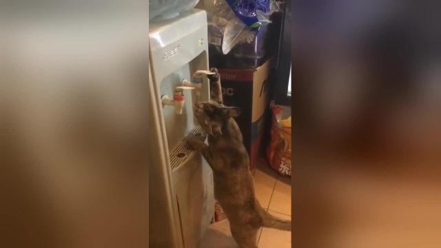 Il gattino ha sete e decide di servirsi da solo al distributore