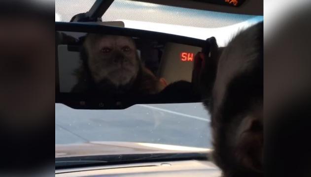 Sasha, la scimmietta che ama specchiarsi in auto