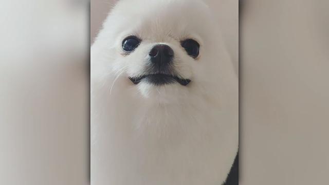Cagnolino o tenera foca? Il dubbio è virale