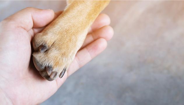 Perdere un cane è doloroso quanto perdere una persona cara