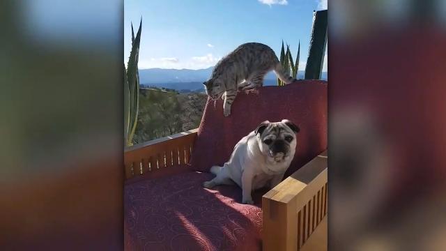 Il cane occupa la sedia preferita del gattino. Pessima scelta!