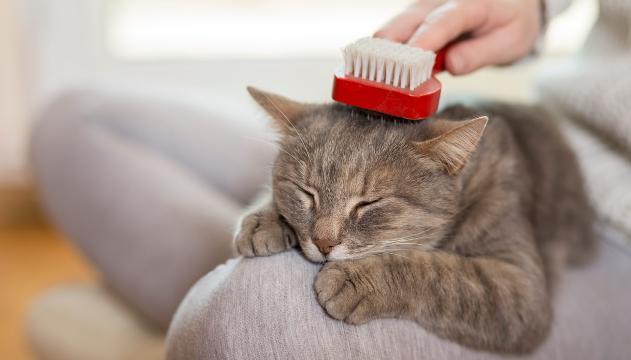 Perché i gatti fanno le fusa?