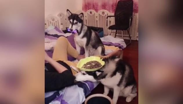 Il cane perfetto per padroni pigri