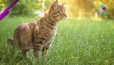 Come allontanare i gatti in modo naturale