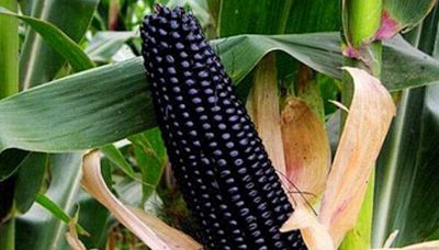 Frutta e verdura: il blu è il colore della salute