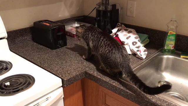 L'incontro tra il gattino e il tostapane è esilarante. Guardate la reazione