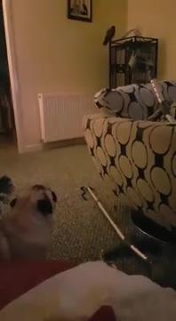 Il cagnolino fa troppo rumore e il pappagallo di dice di stare zitto