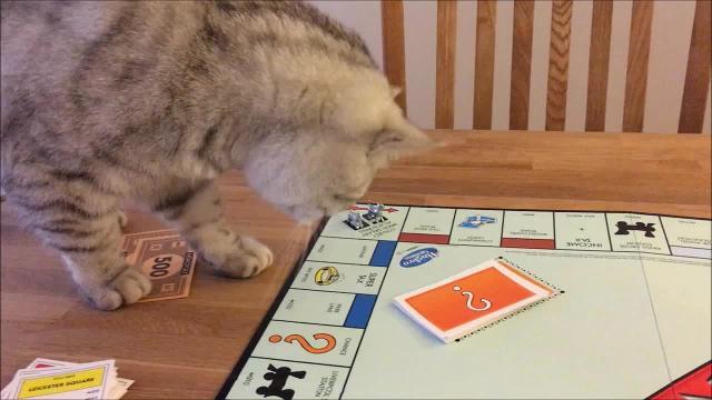 Il gattino non prende bene la sconfitta a Monopoli