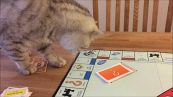Il gattino non prende bene la sconfitta a Monopoli