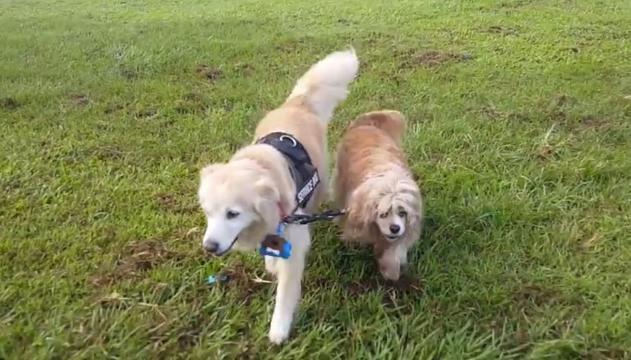 Filippine, un cane cieco ha la sua guida (canina) personale