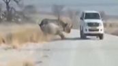 Safari da brividi: il rinoceronte sfonda la portiera dell'auto