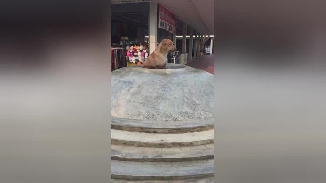 Il caldo è torrido e il cagnolone si rinfresca così