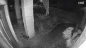 Il gattino 'fantasma' sparisce davanti alla telecamera