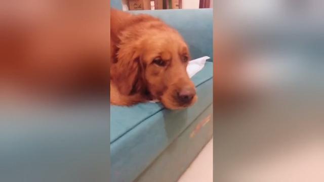 Il gattino non si trova. Che sia colpa del cagnolone?