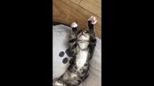 Il tenero gattino è completamente ipnotizzato dalle sue zampe